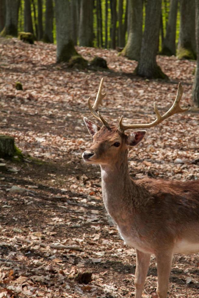 Fallow deer in forest photo