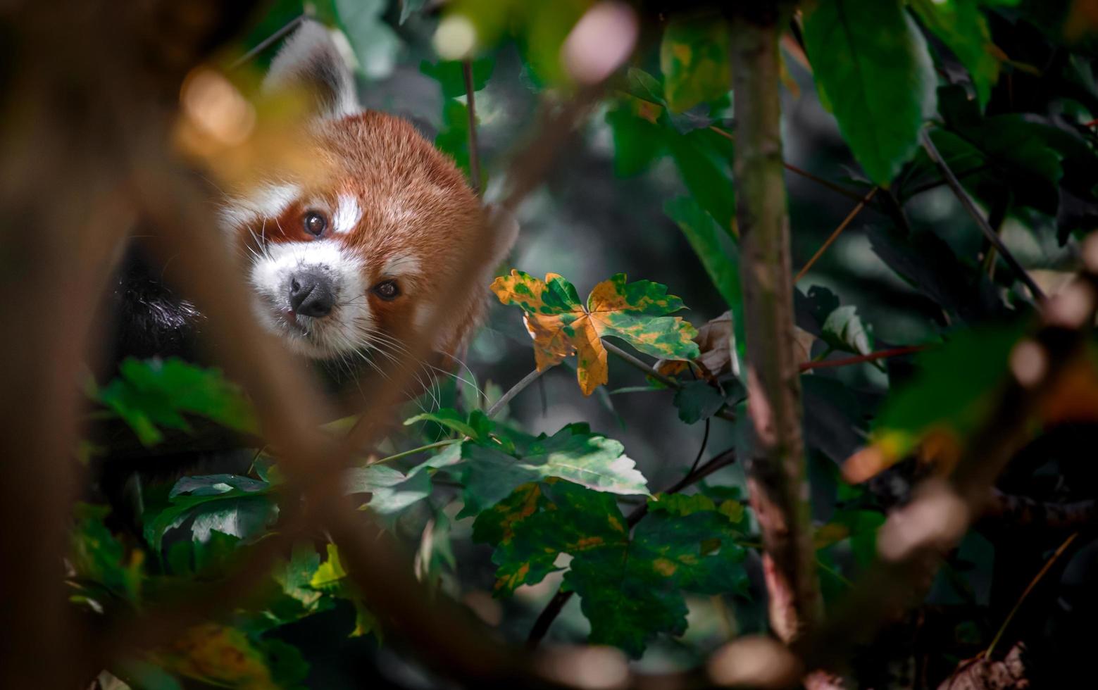 Red panda behind branches photo