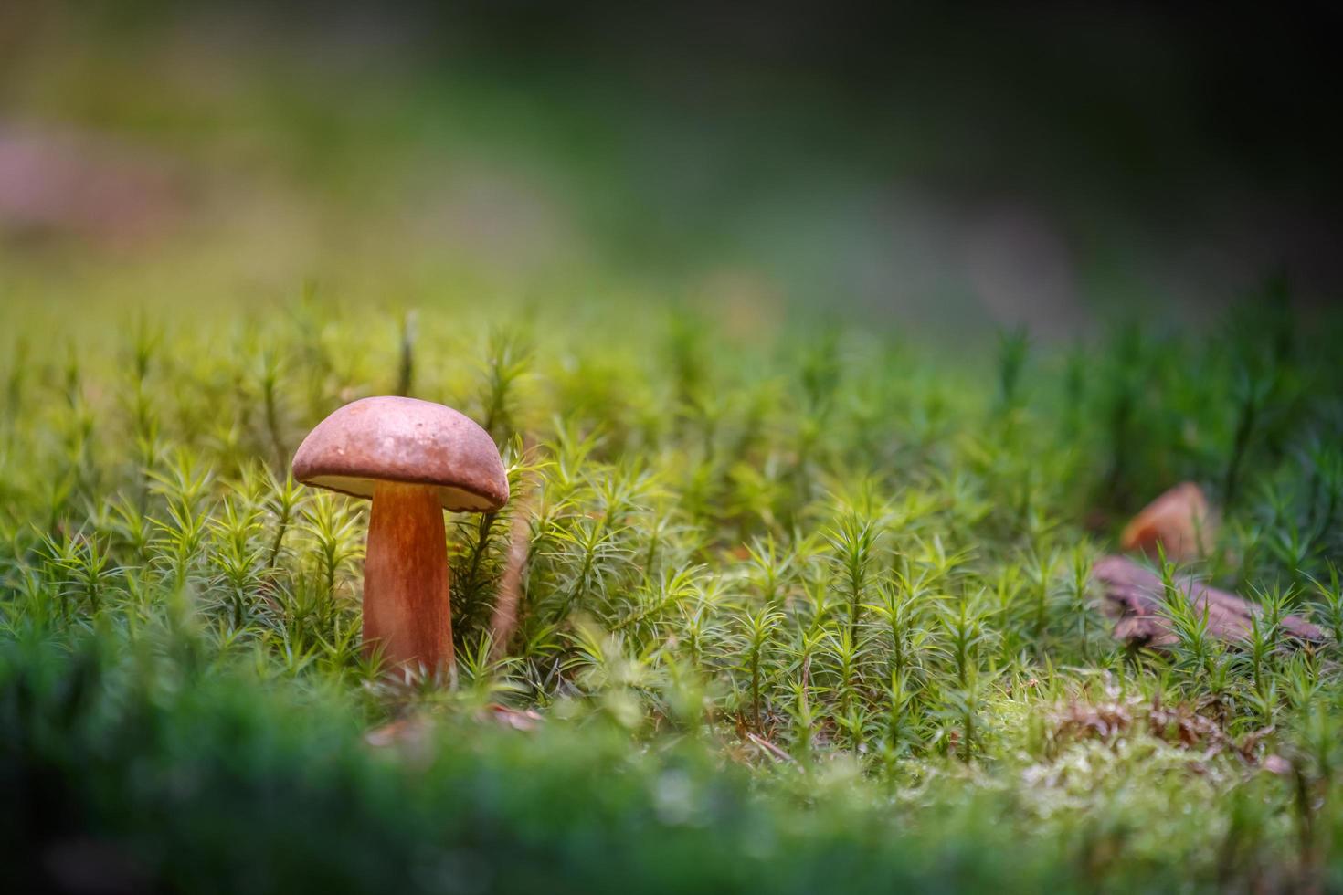 Boletus in moss photo