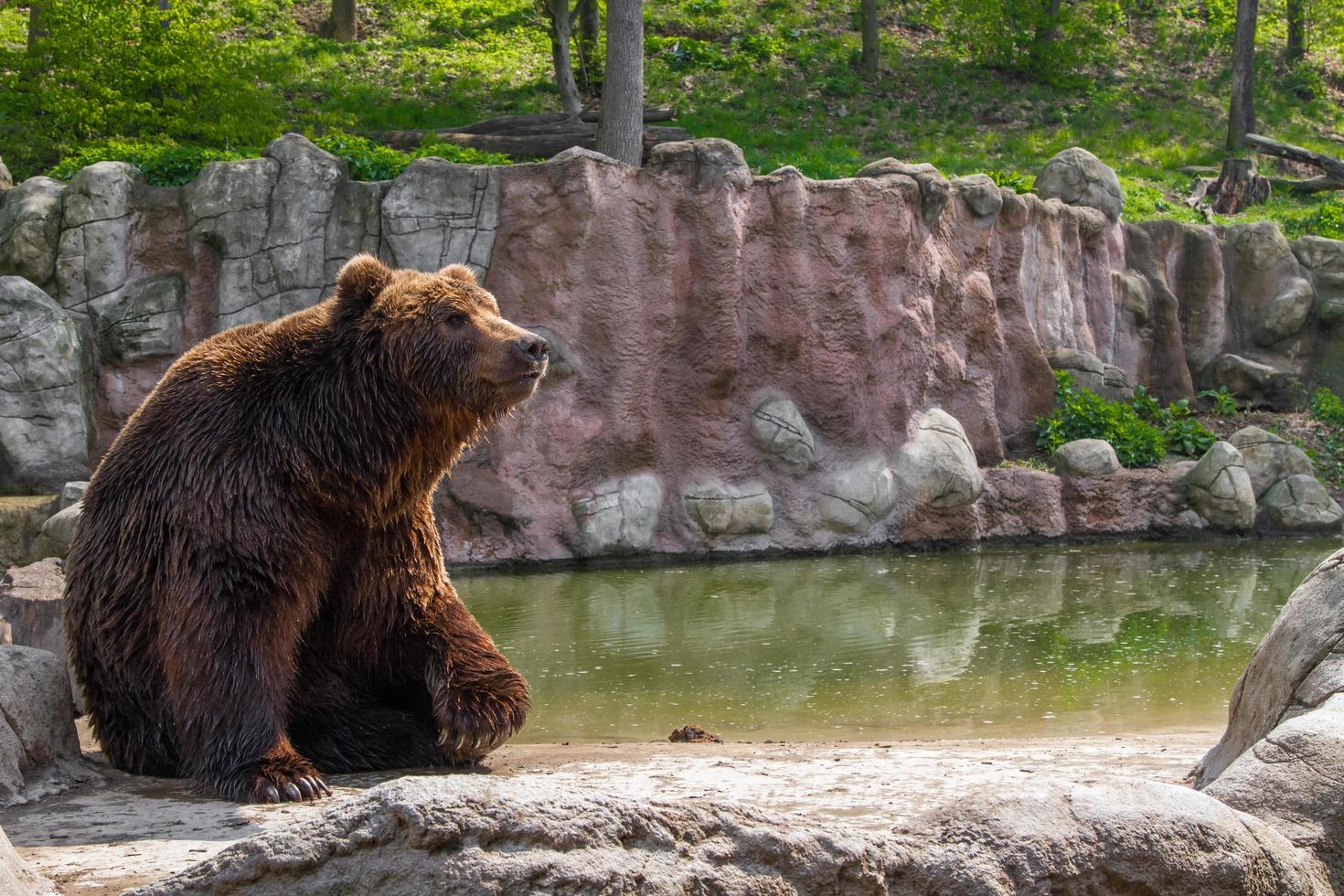 Bear in Zoo photo