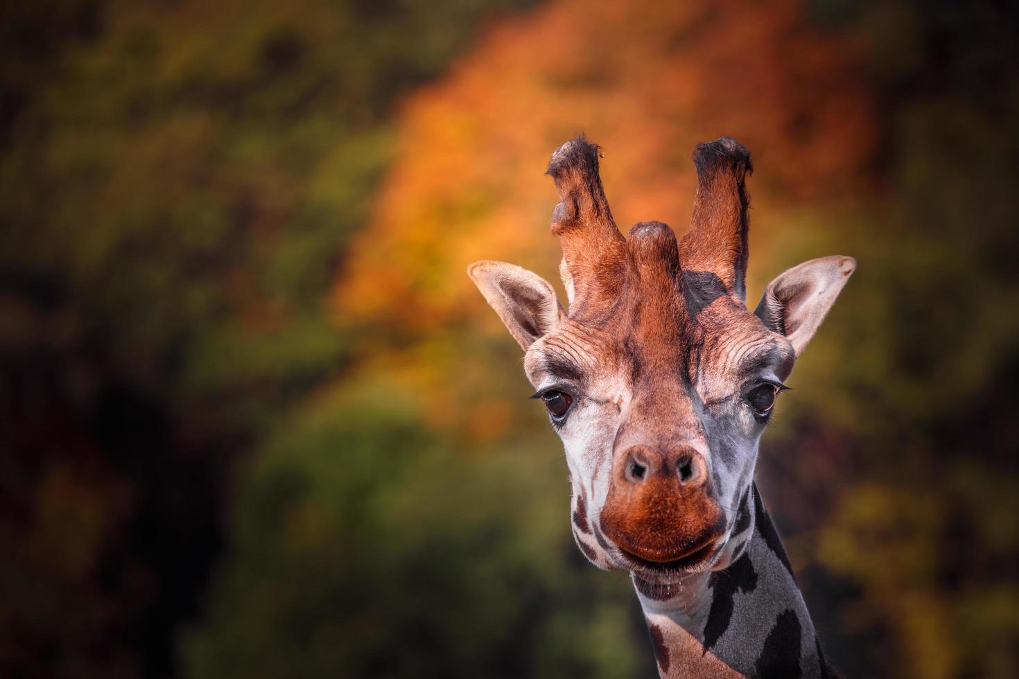 Portrait of giraffe photo