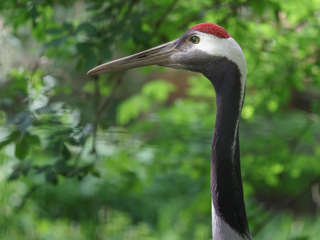 Red crowned crane photo