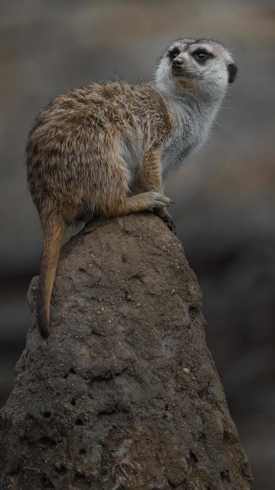 Meerkat on stone photo