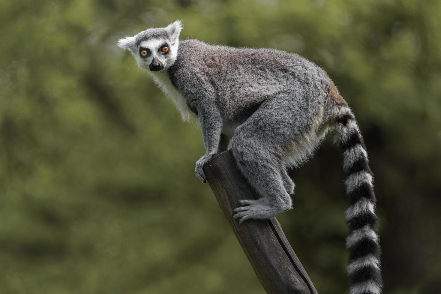 Ring tailed lemur photo