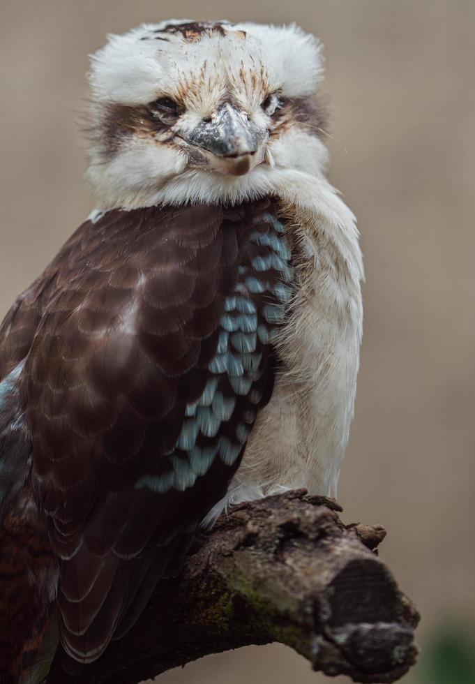 Laughing kookaburra on branch photo