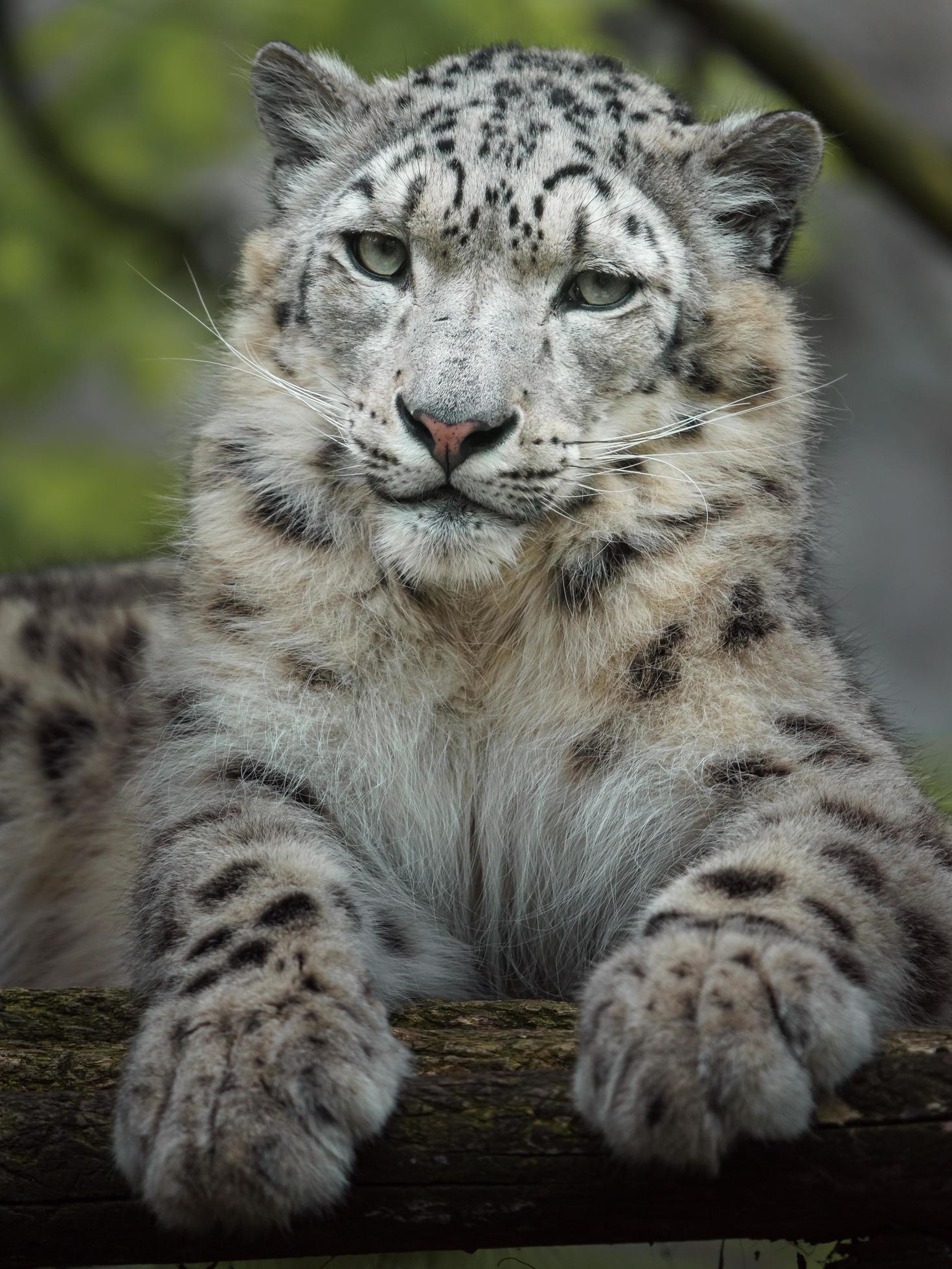 Snow Leopard Promo Code