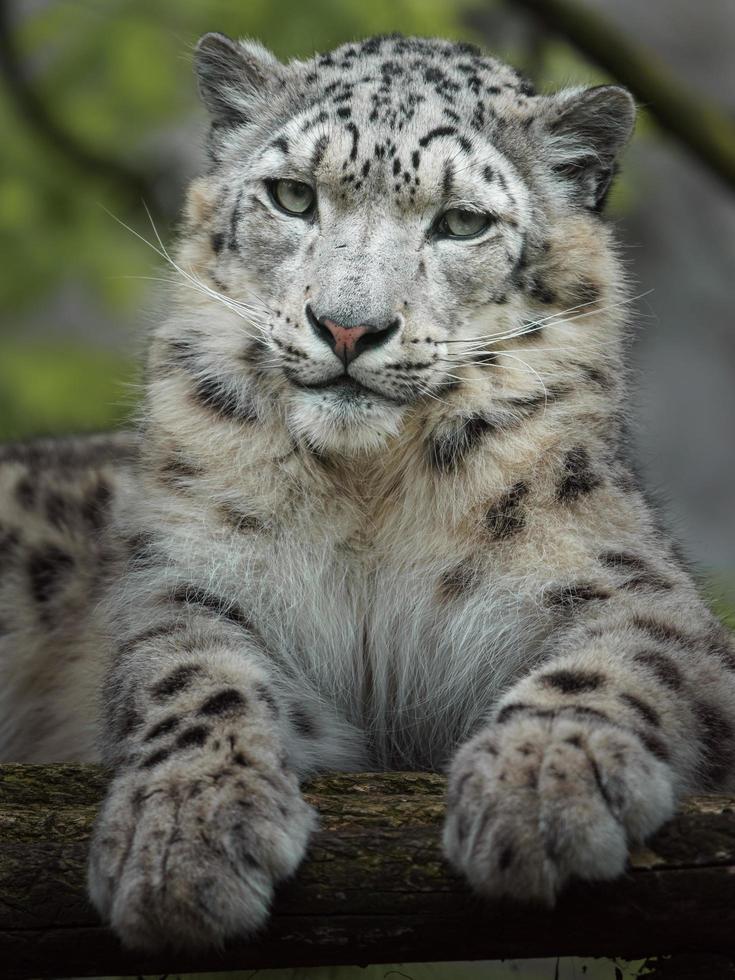 irbis leopardo de las nieves foto