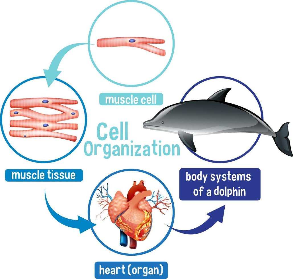 diagrama que muestra la organización celular en un delfín vector