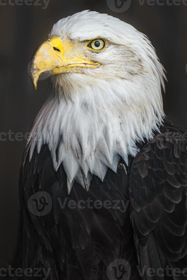 retrato, de, águila calva foto