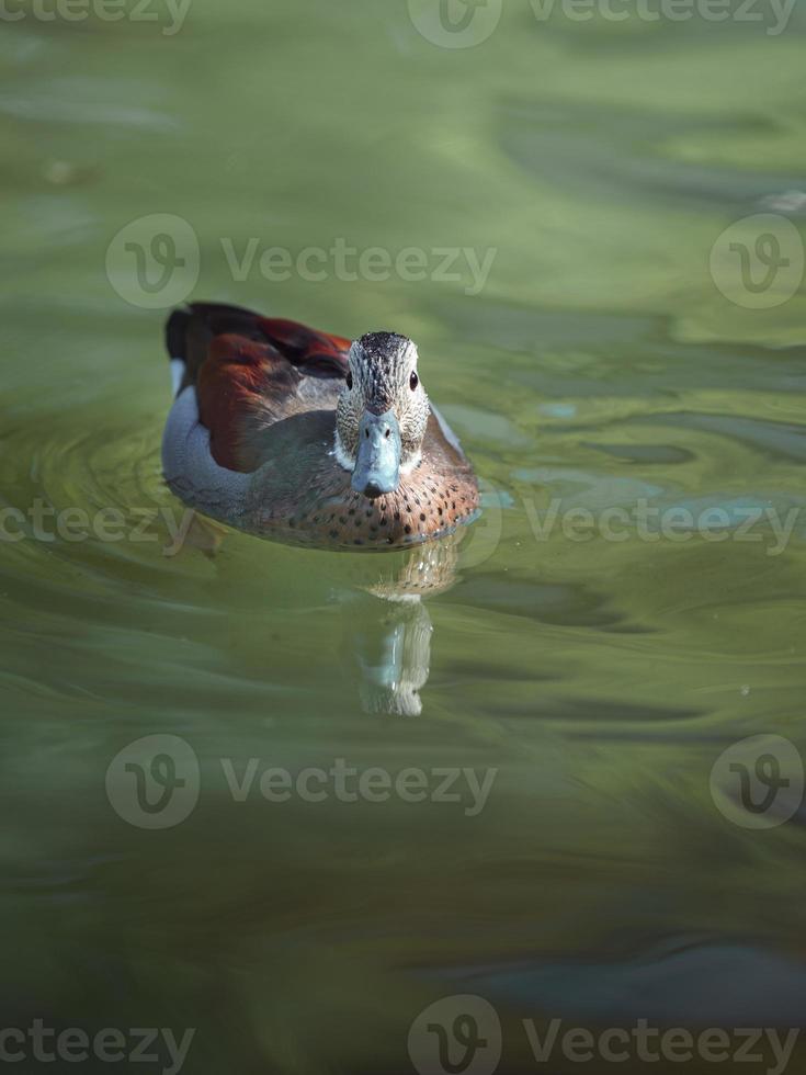 Duck on pond photo