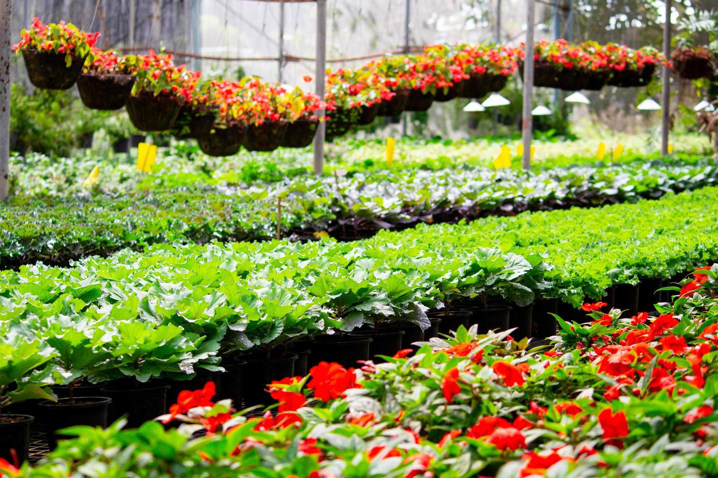 corte largo dar a entender Mercado dentro de un amplio invernadero para plantar flores para vender plantas y  flores en primavera. 2611616 Foto de stock en Vecteezy