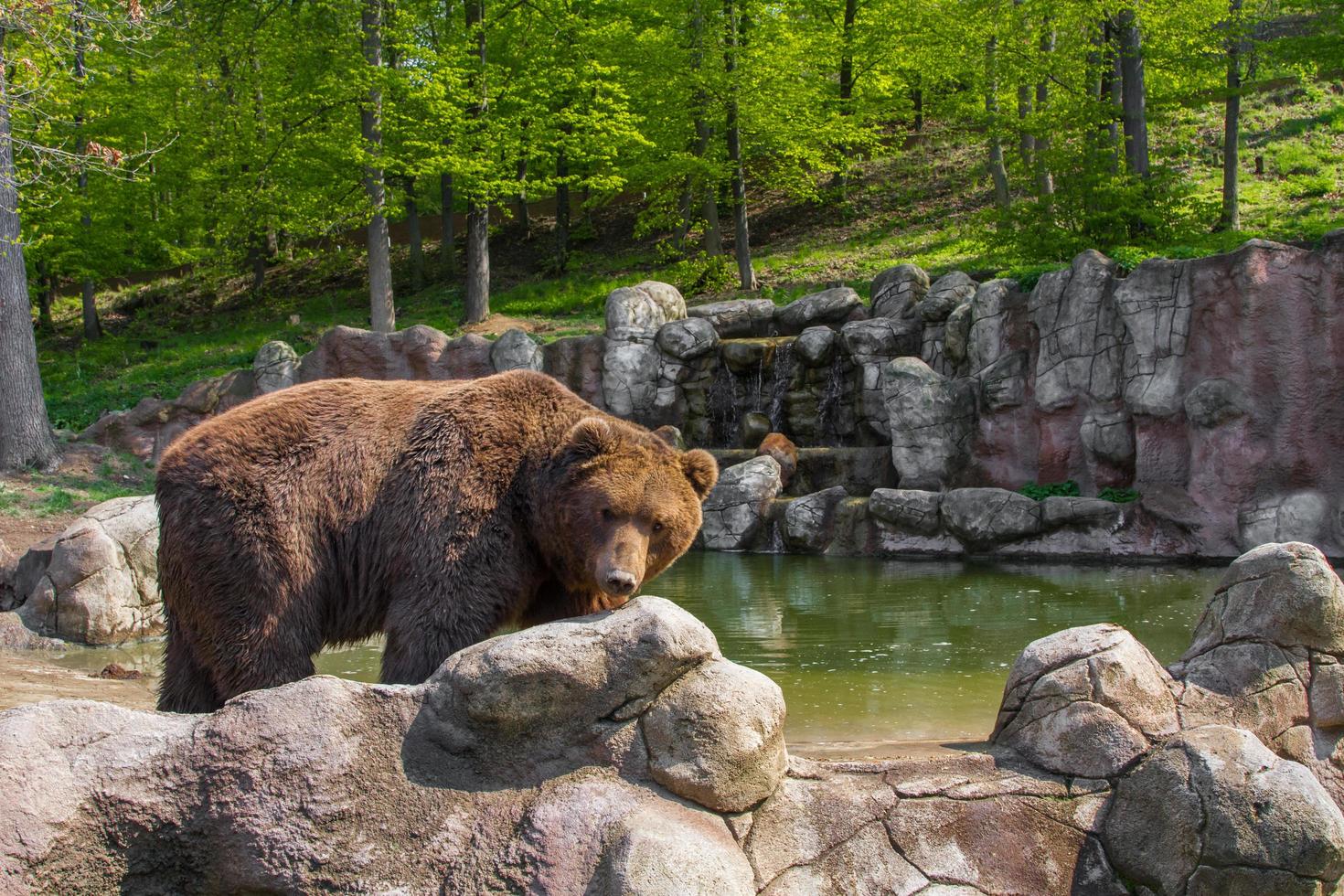 oso en el zoológico foto