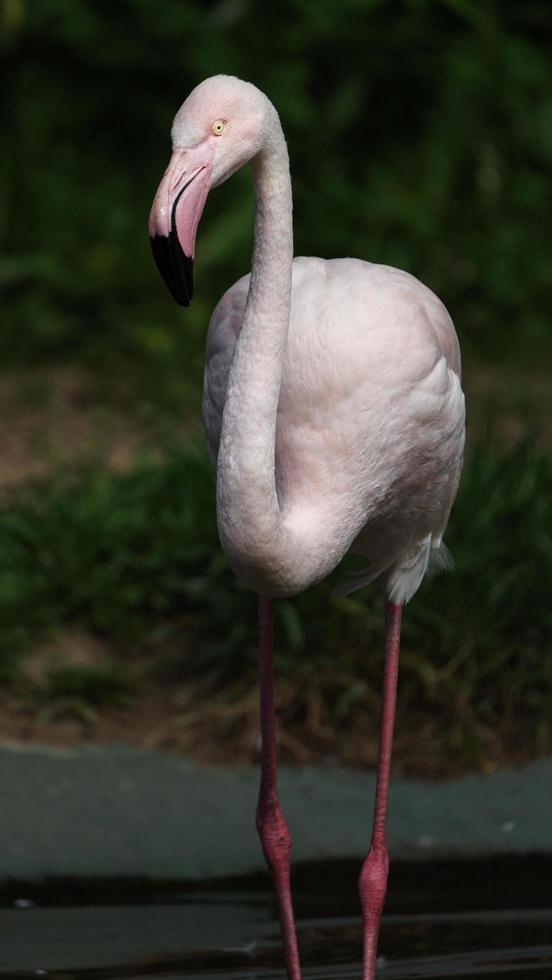 Portrait of Greater flamingo photo