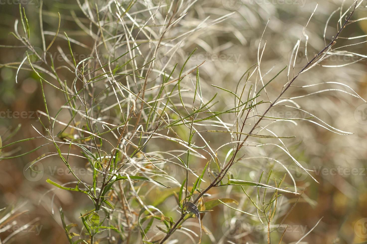 Hermoso fondo de hierba seca calmante con patrones naturales sin fisuras foto