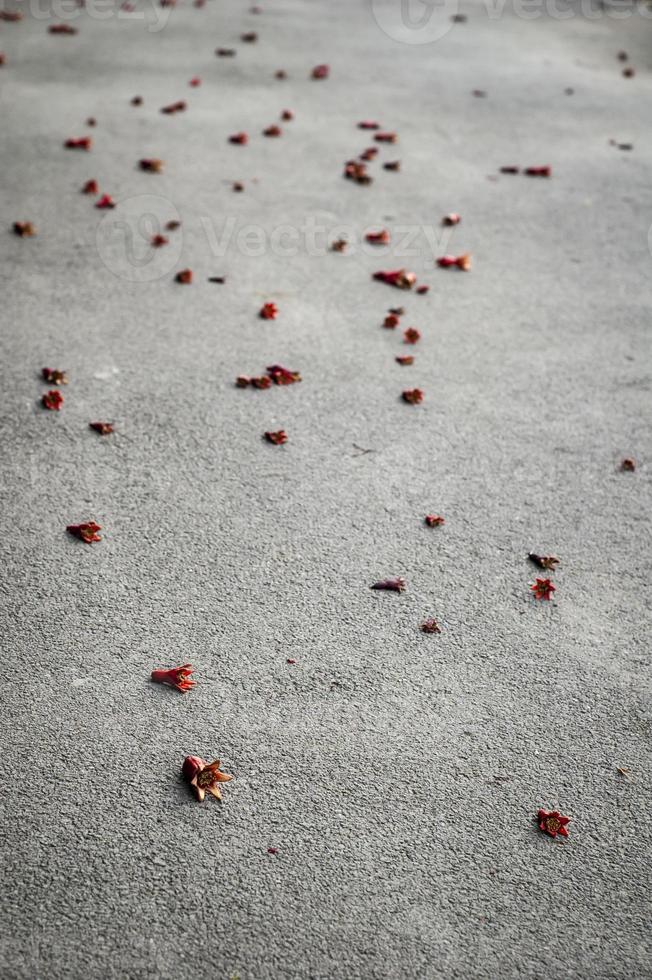 Fallen unripe pomegranates on an asphalt road photo