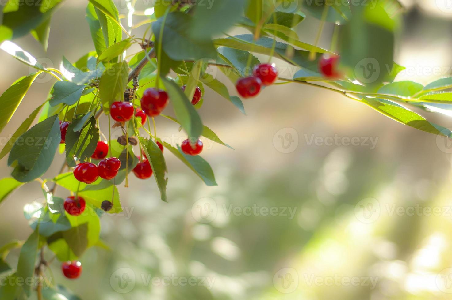 cerezas maduras bajo la brillante luz del sol de la mañana foto