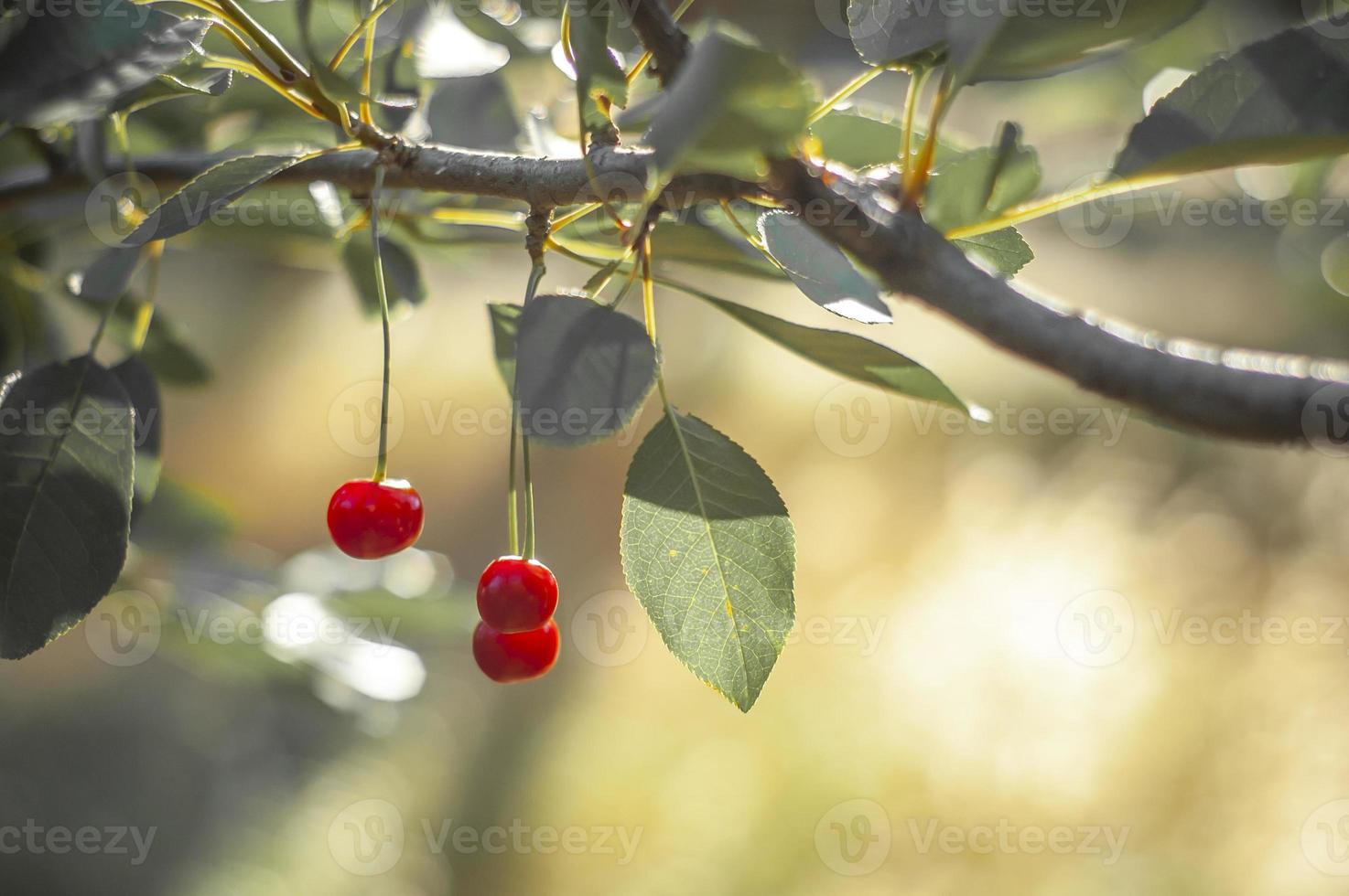 Ripe cherries under the bright morning sunlight photo