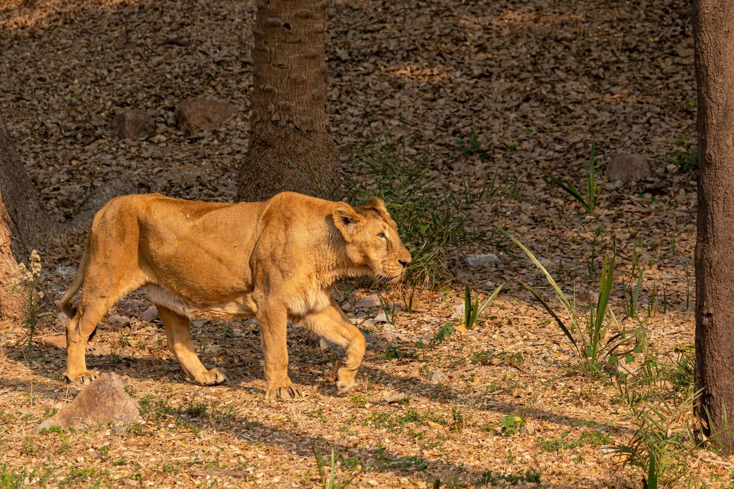 león en el zoológico foto