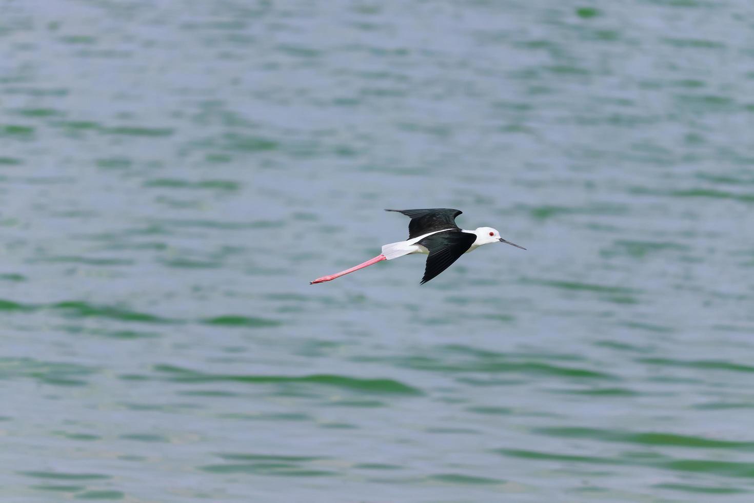 Bird flying on the river photo