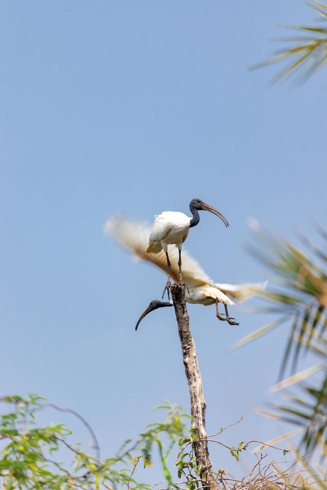 Bird sitting on the tree branch photo