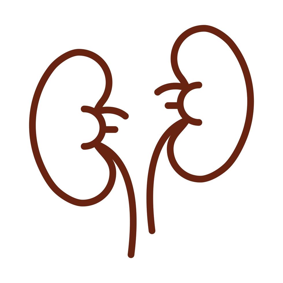 human body kidneys anatomy organ health line icon style vector