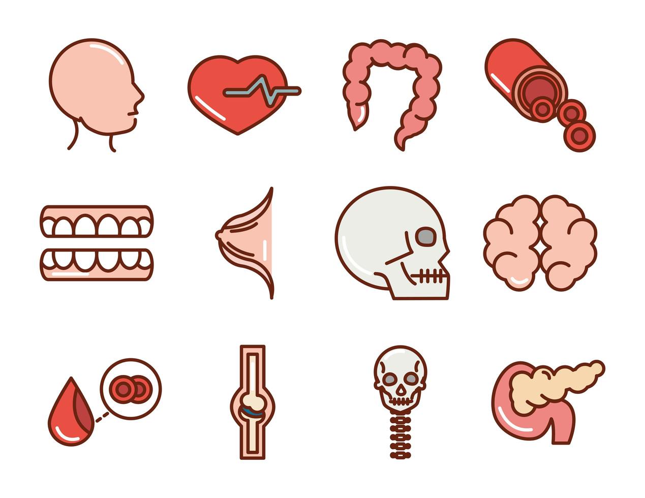 cuerpo humano anatomia órganos salud cabeza corazón intestino cráneo cerebro dientes línea de colección y relleno de iconos vector