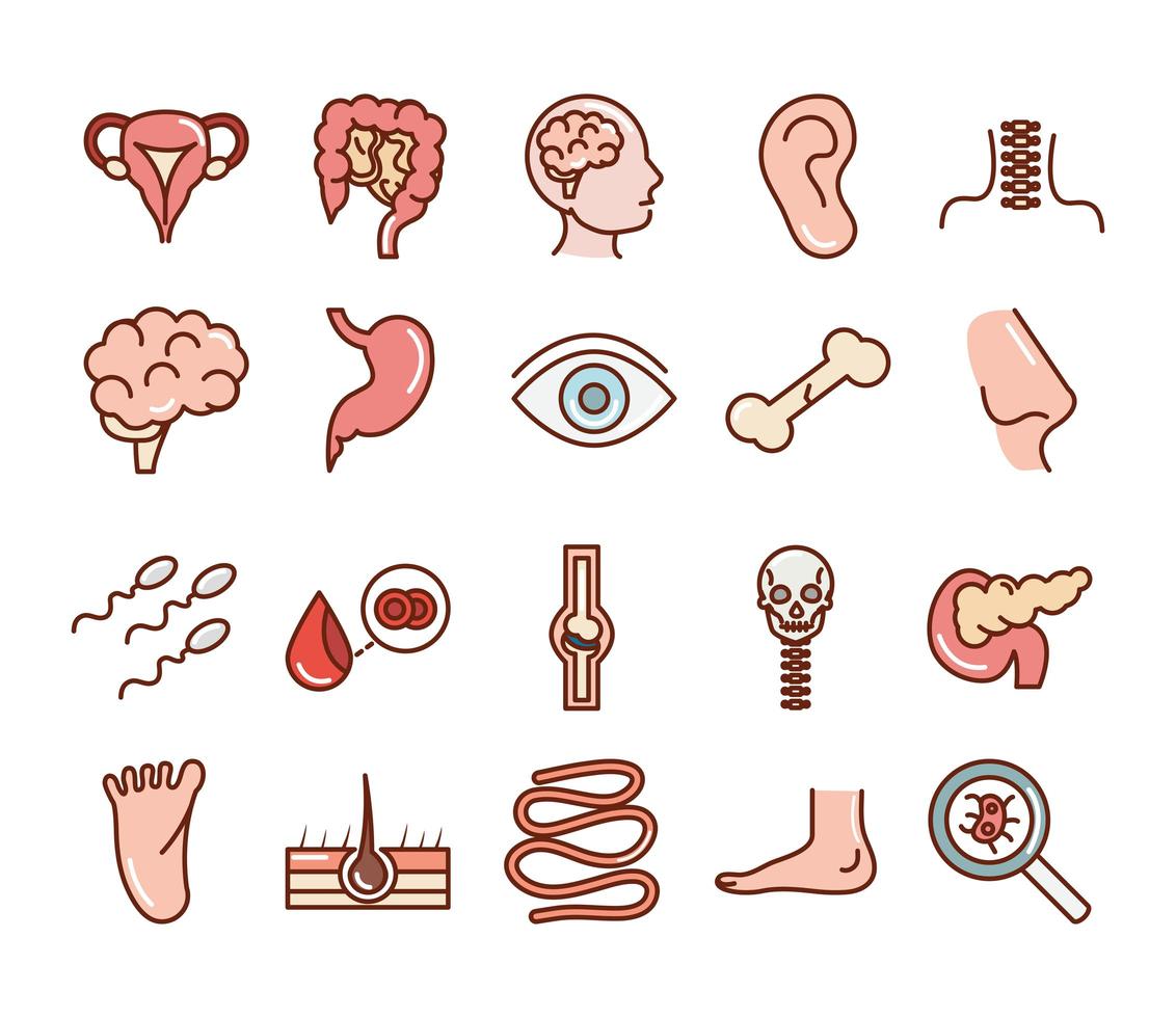 human body anatomy organs health intestine eye bone nose foot blood icons collection line and fill vector