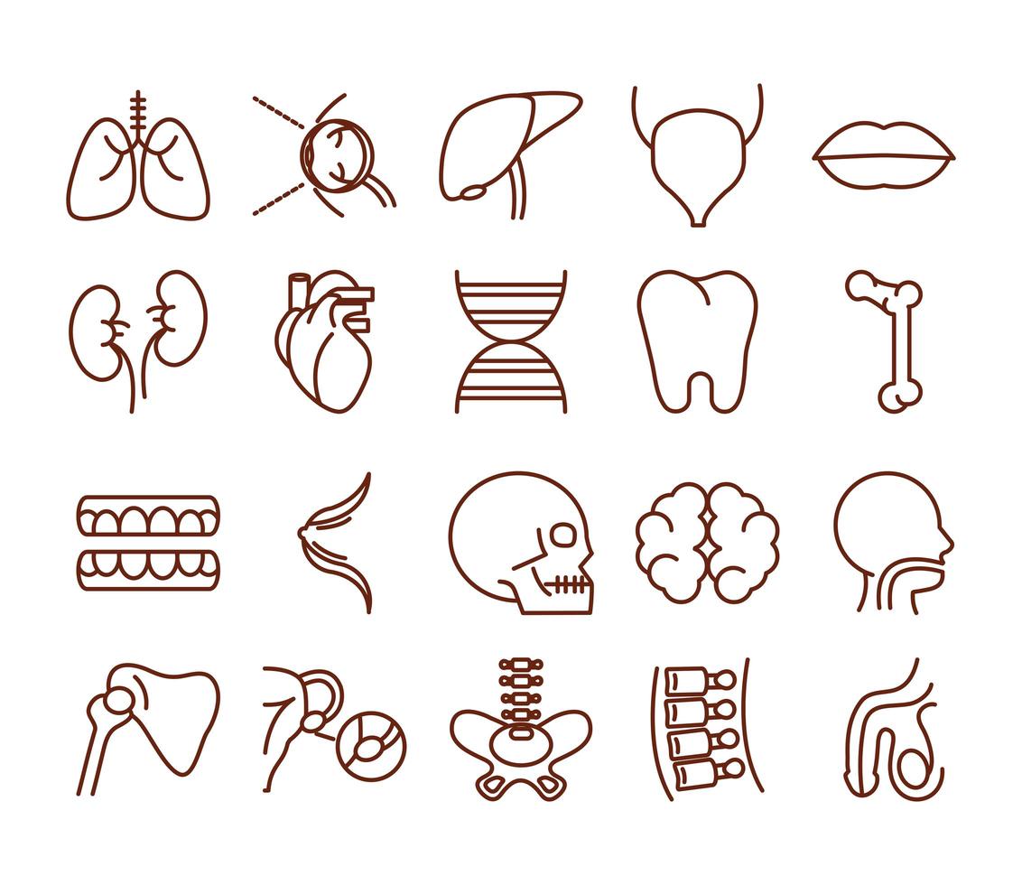 estilo de línea de colección de iconos de salud de órganos de anatomía del cuerpo humano vector