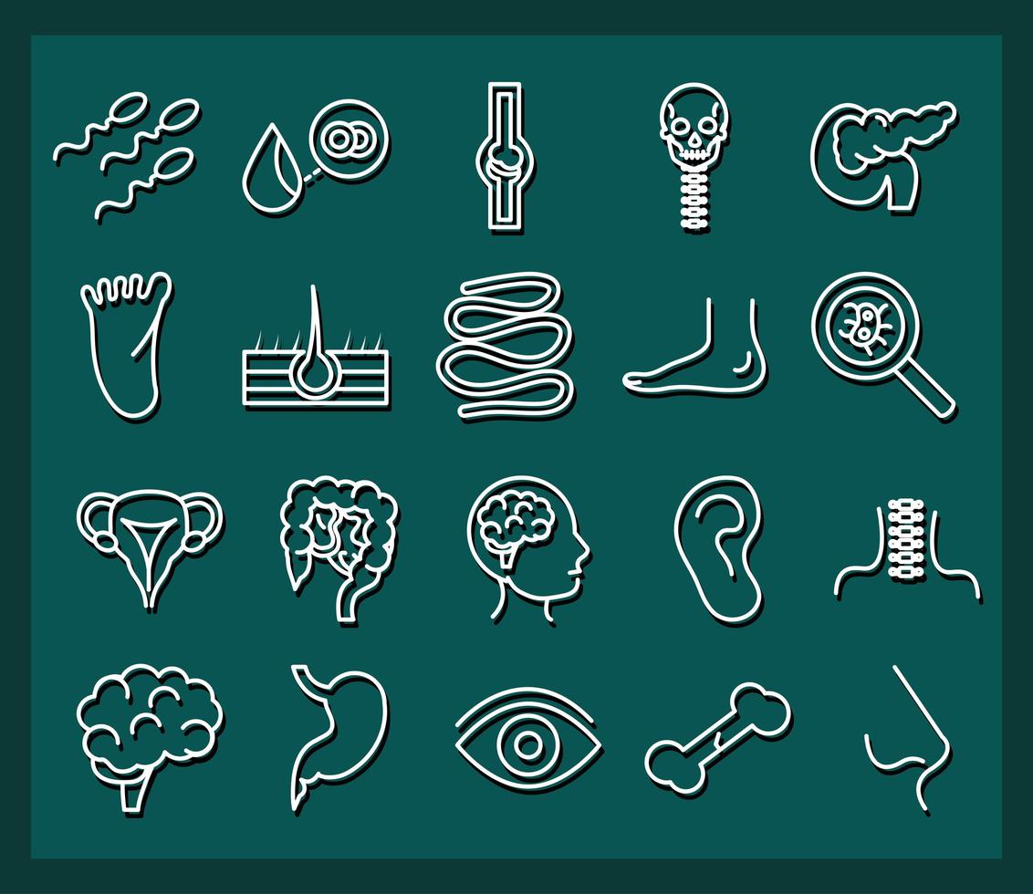 human body anatomy organs health icons collection line style vector