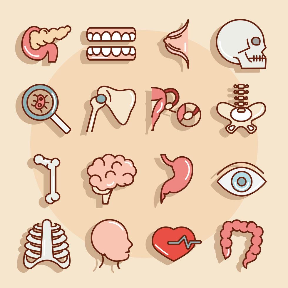 human body anatomy organs health pancreas teeth skull bone eye stomach icons collection line and fill vector