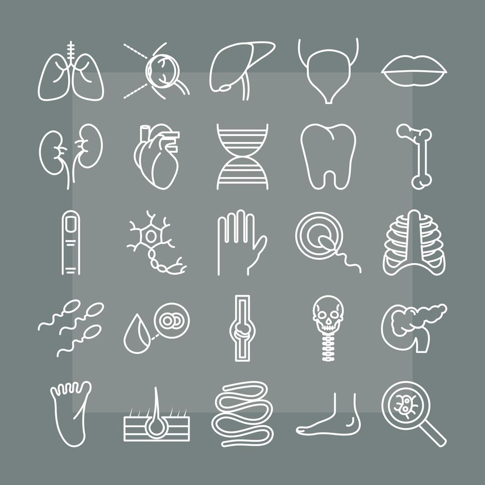 human body anatomy organs health icons collection line style vector