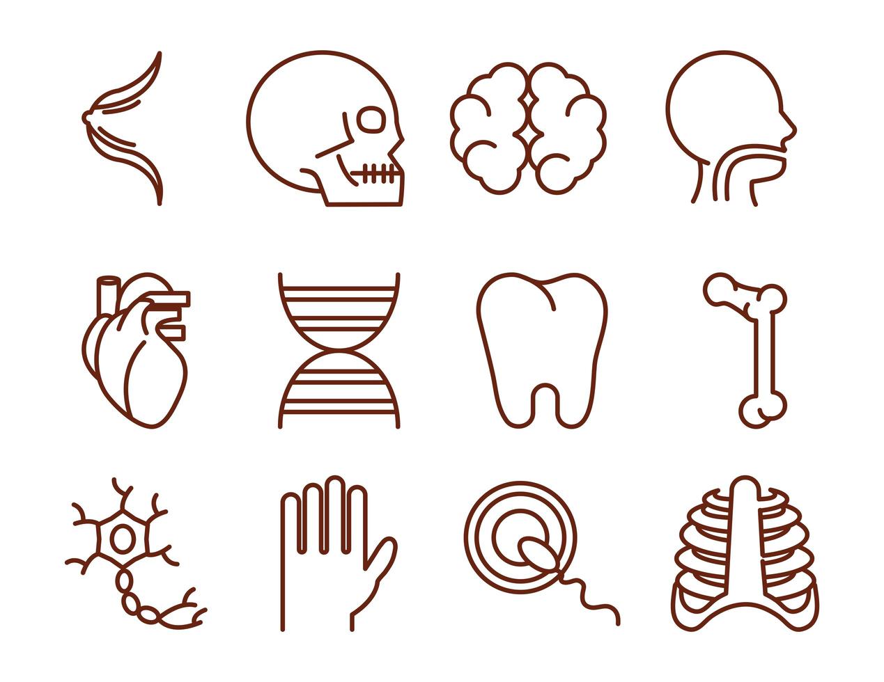 human body anatomy organs health icons collection line style vector