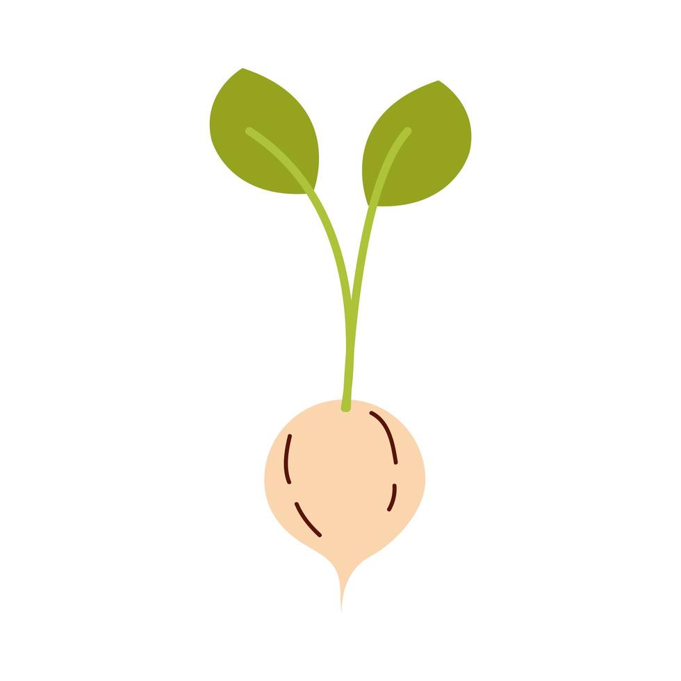 turnip vegetable icon vector design