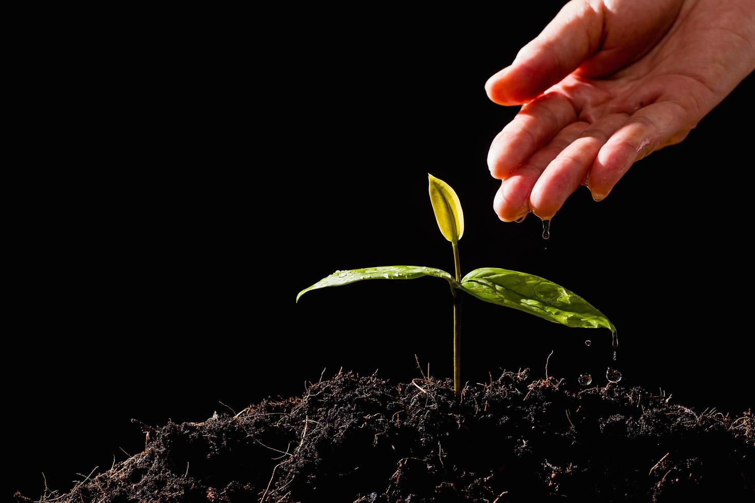 La mano del agricultor está regando las plántulas sobre fondo negro foto