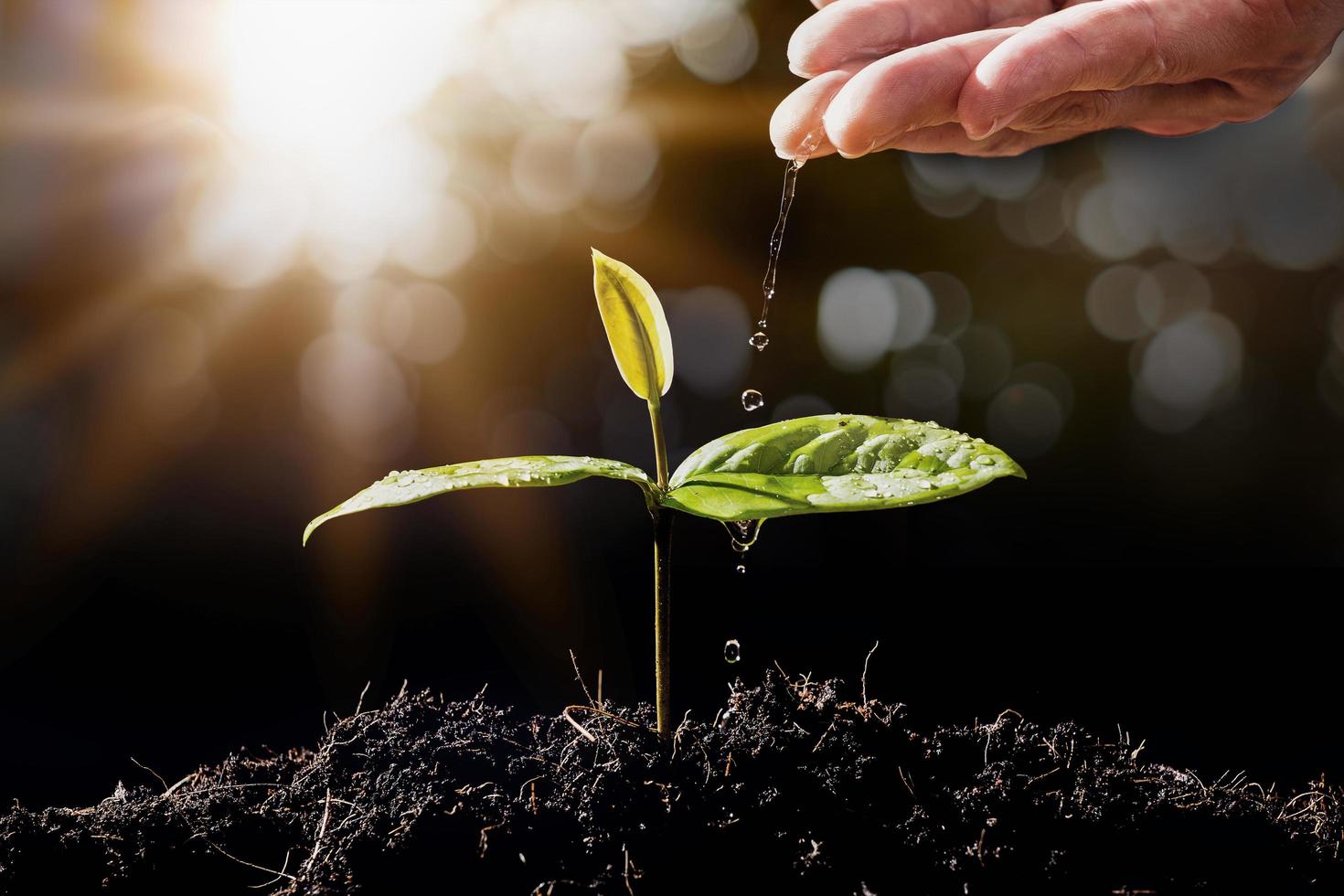 La mano del agricultor está regando las plántulas sobre fondo bokeh foto