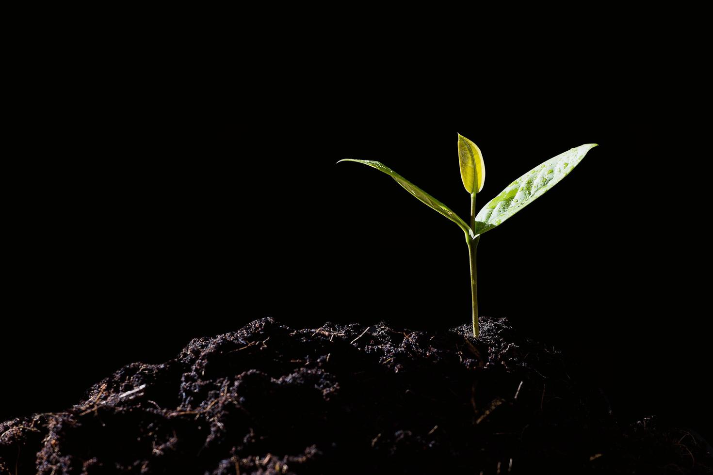 Seedlings are growing on the soil photo