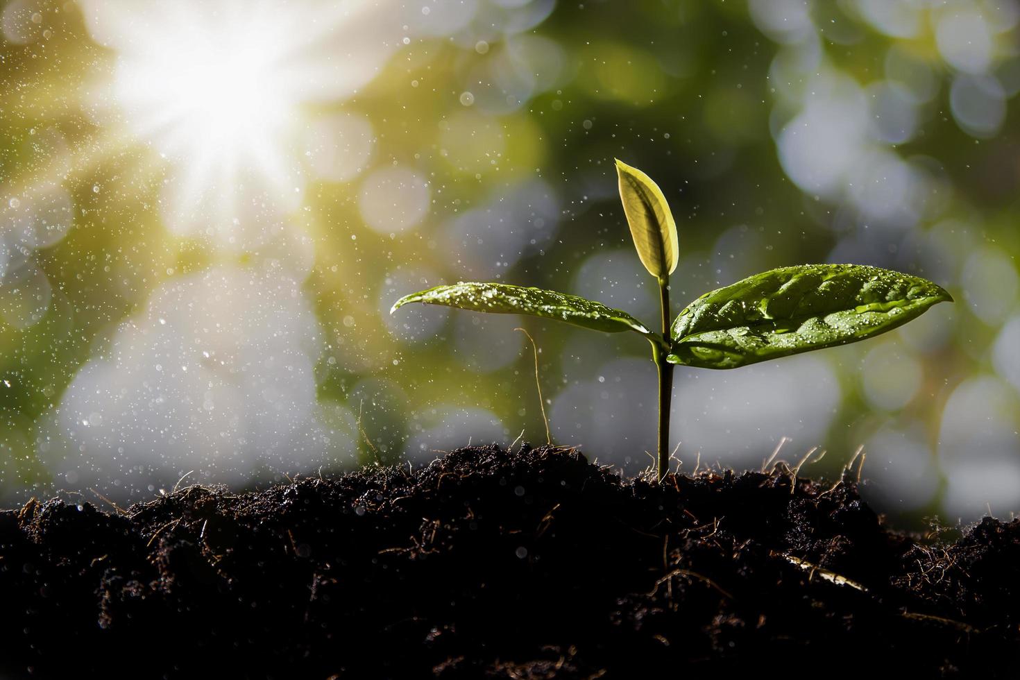 Seedlings are growing on the soil. photo