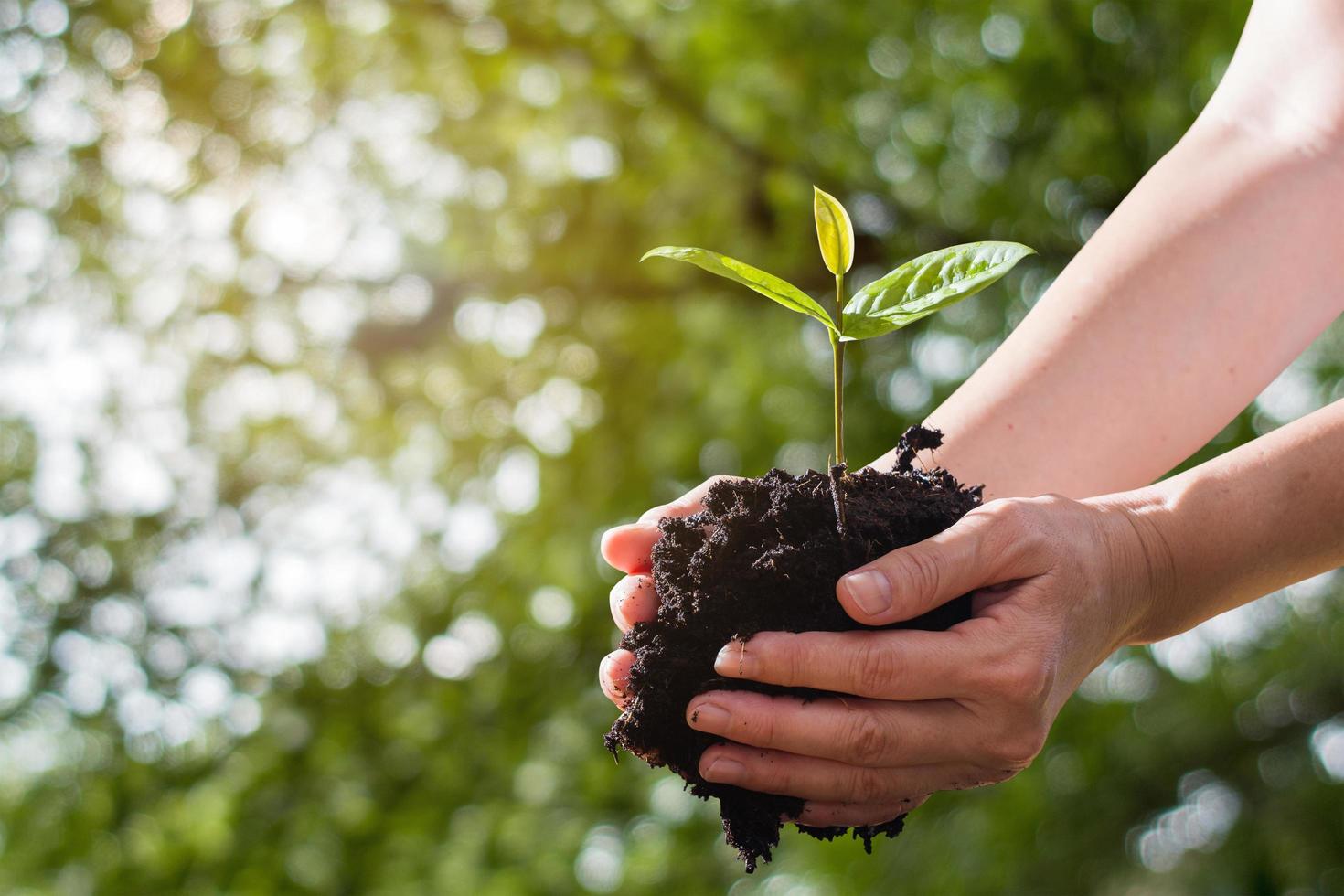 Farmer's hand holding seedlings on bokeh background photo