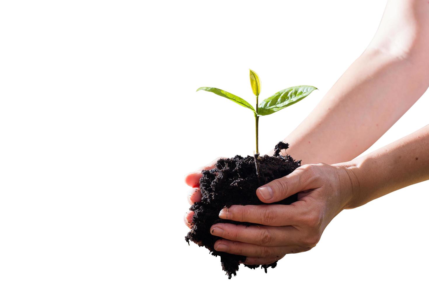 Farmer's hand holding seedlings on white background photo