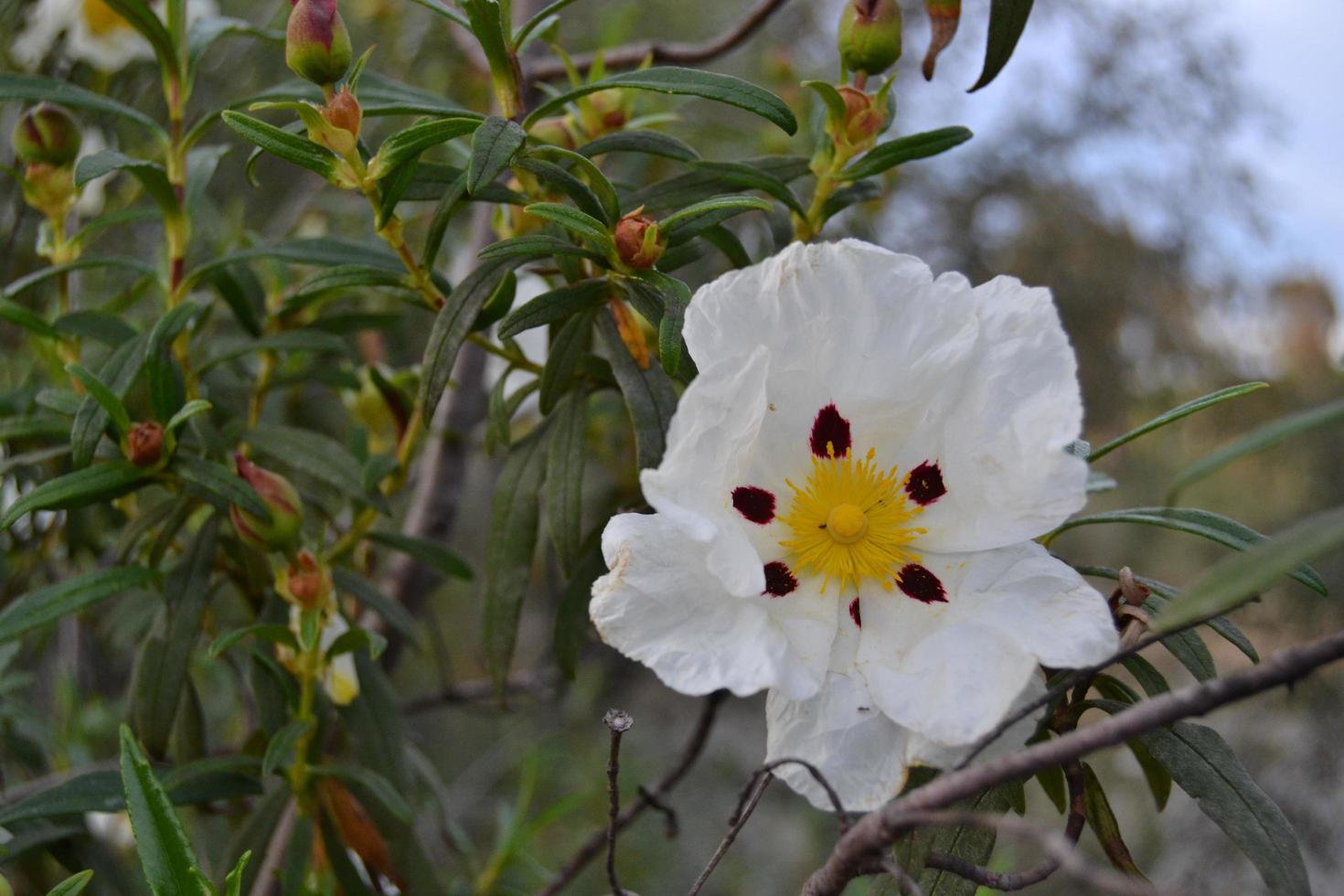 Flower of the Rockrose in full bloom in the autumn photo