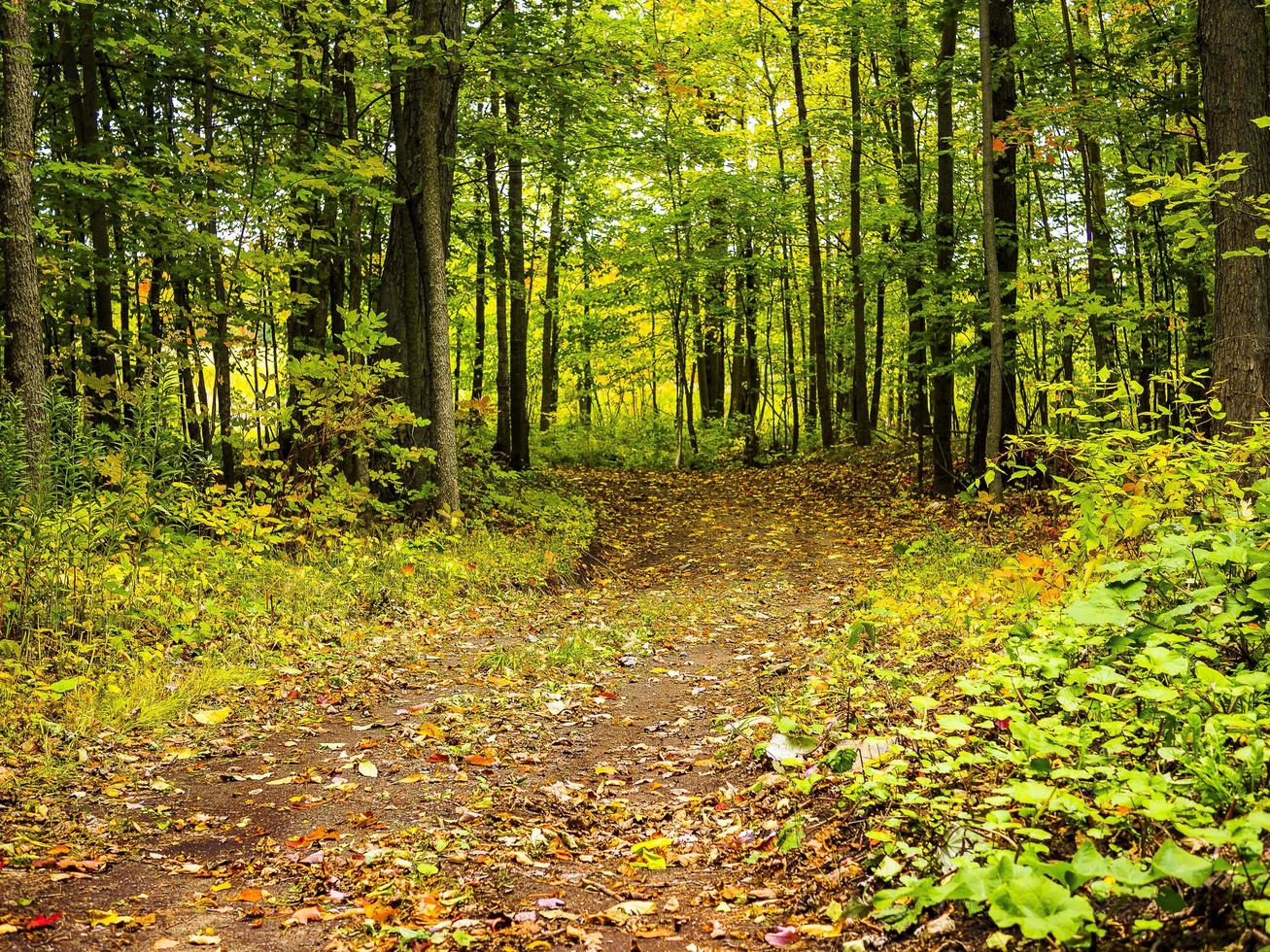 A trail in the forest photo