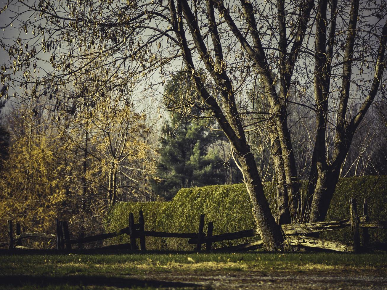 A wooden fence crossing a tree. photo