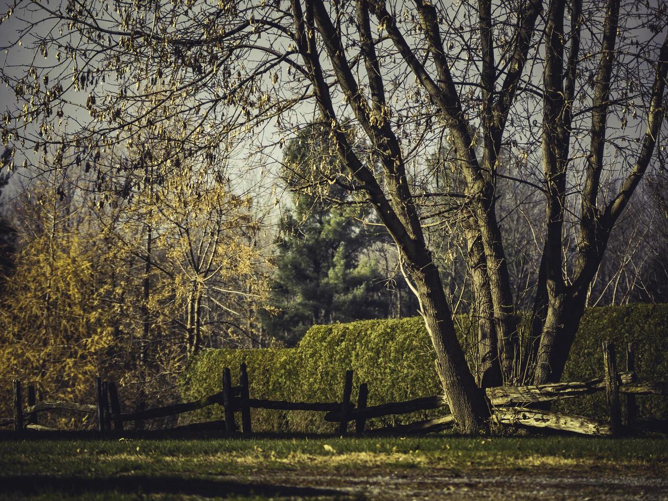 una valla de madera que cruza un árbol. foto