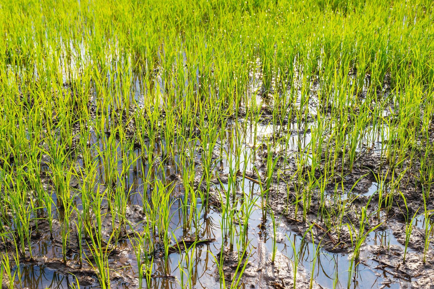 nuevo arroz plantado en el campo. foto