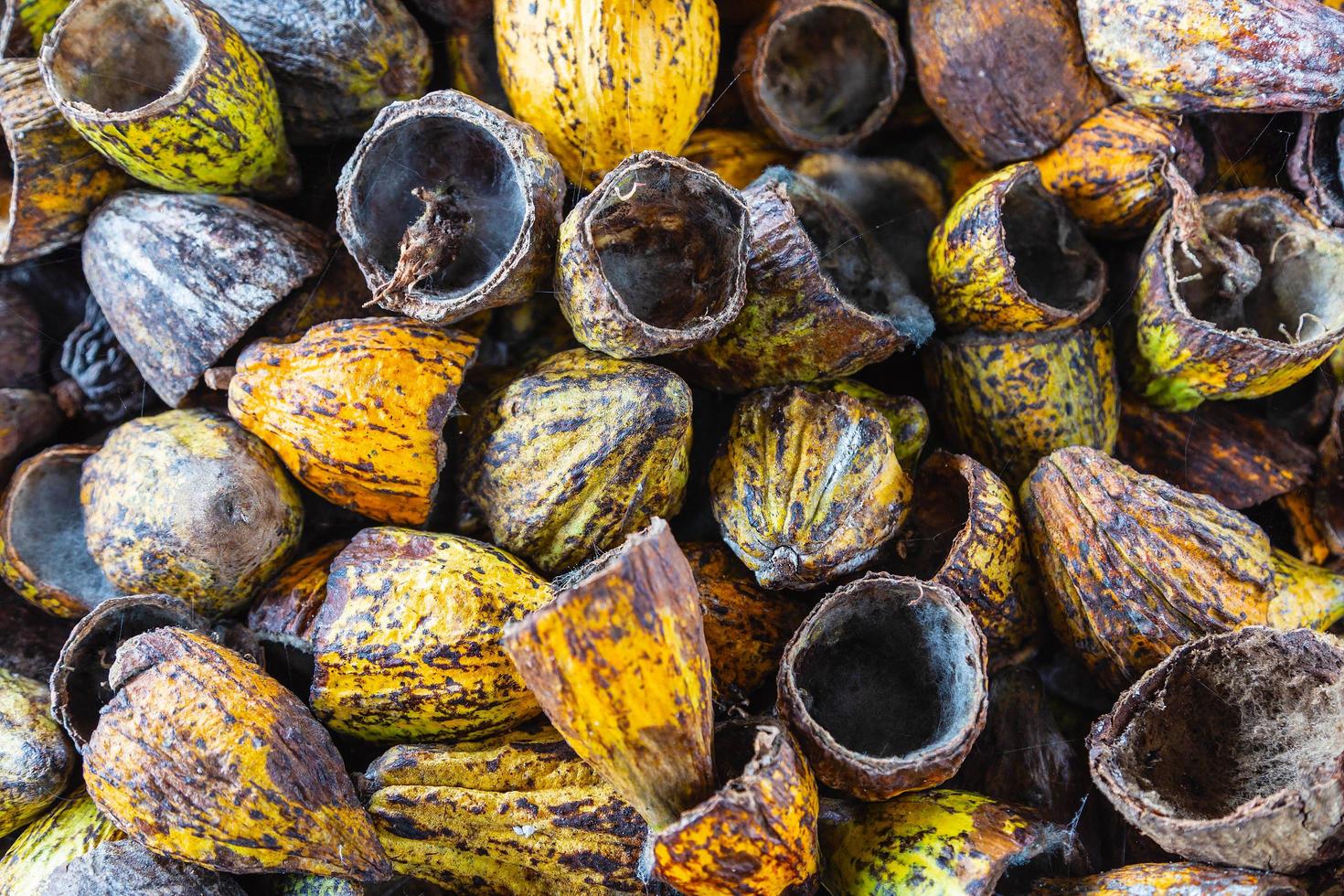 shell of cocoa fruit and cocoa shell dry photo