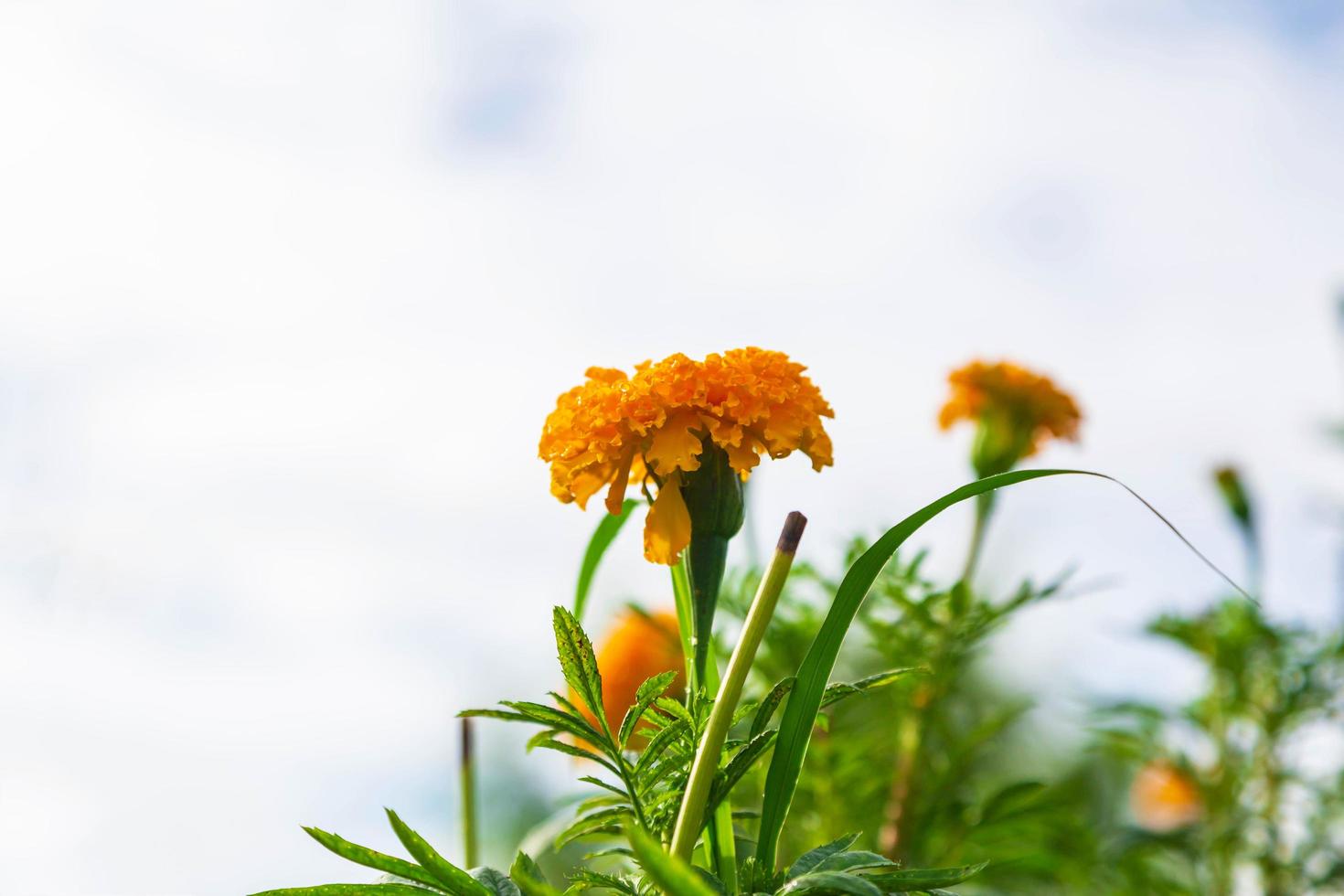 Marigold fields in the morning photo