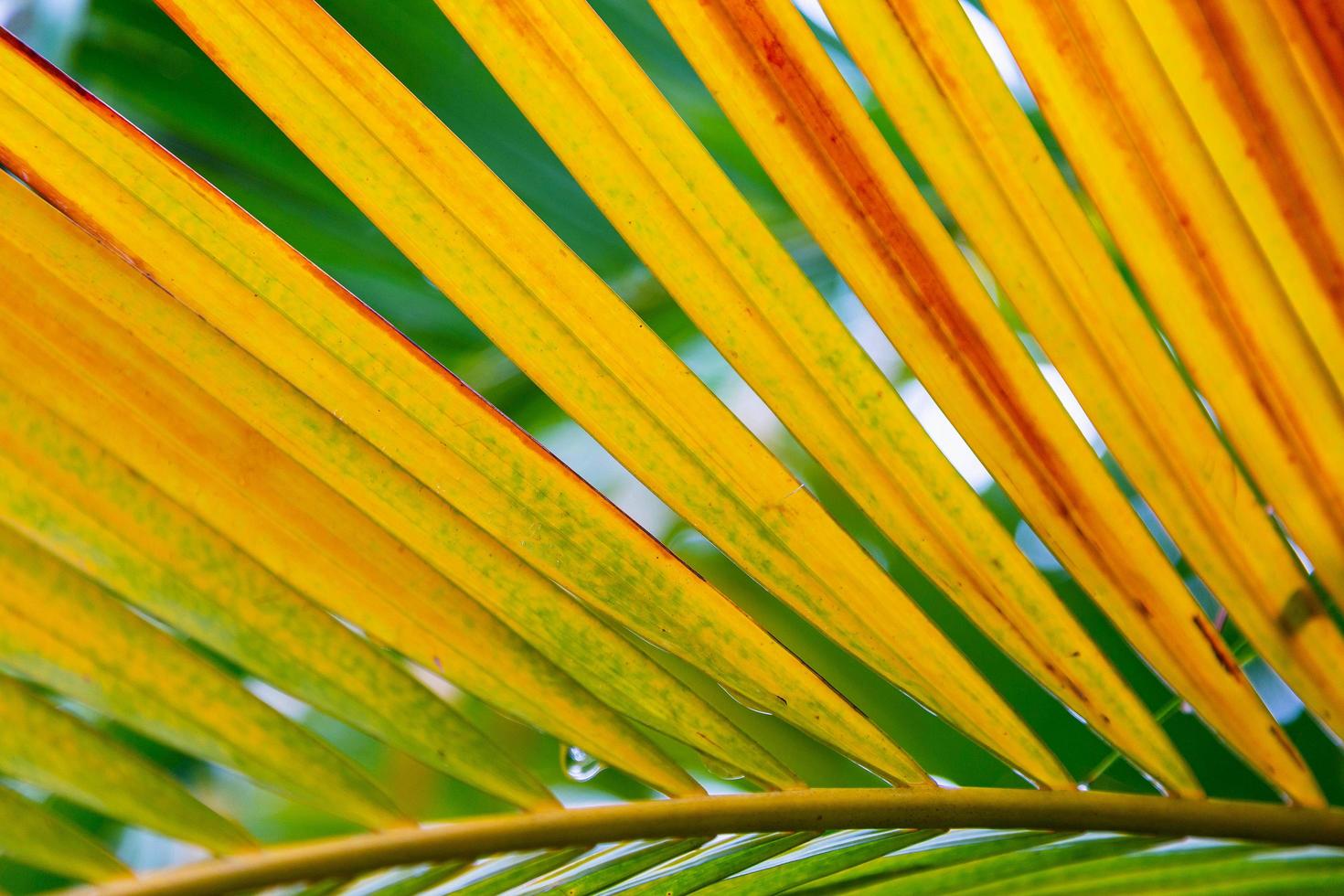 Summer coconut leaf background photo