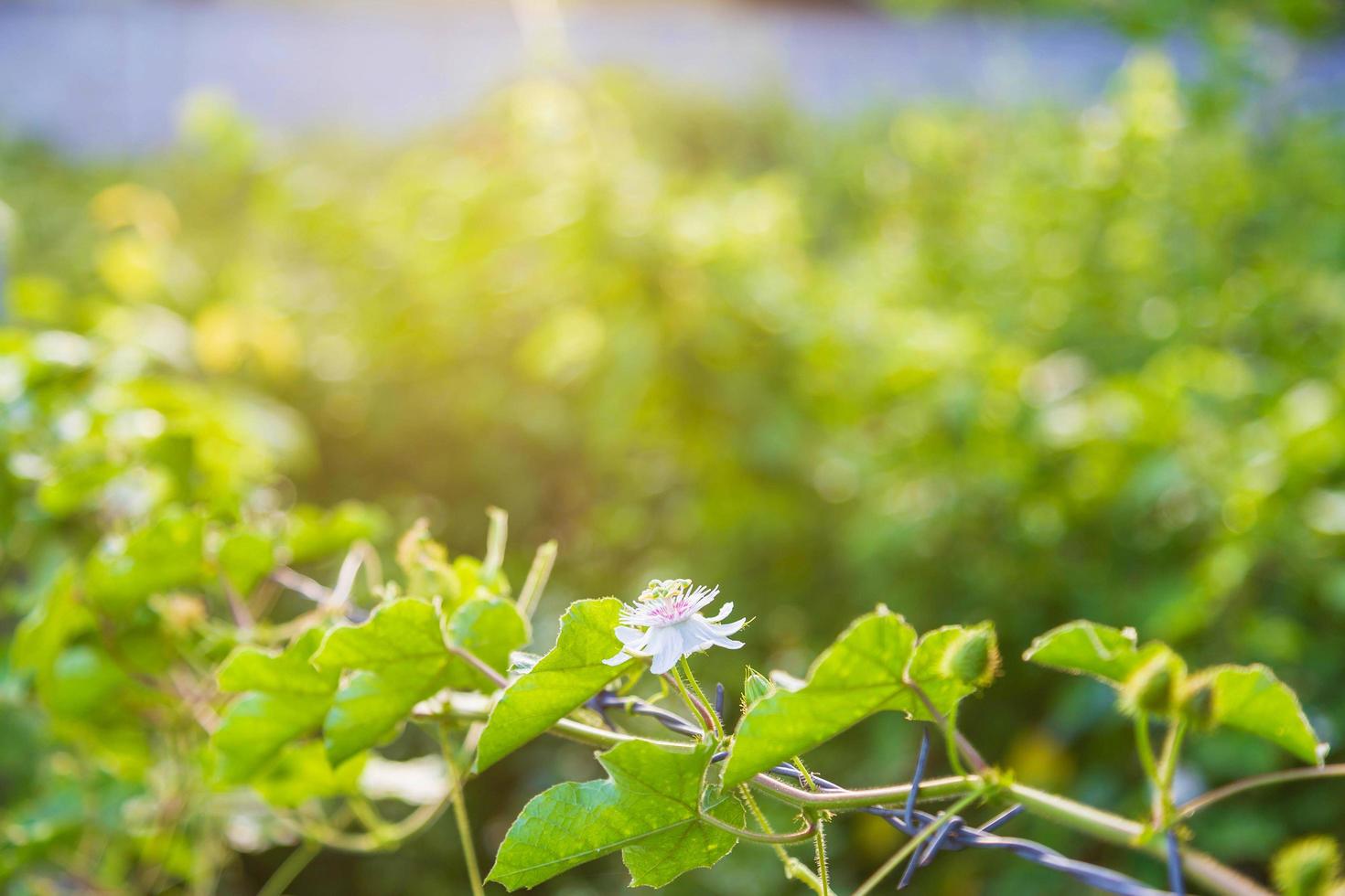 Flower vine background photo