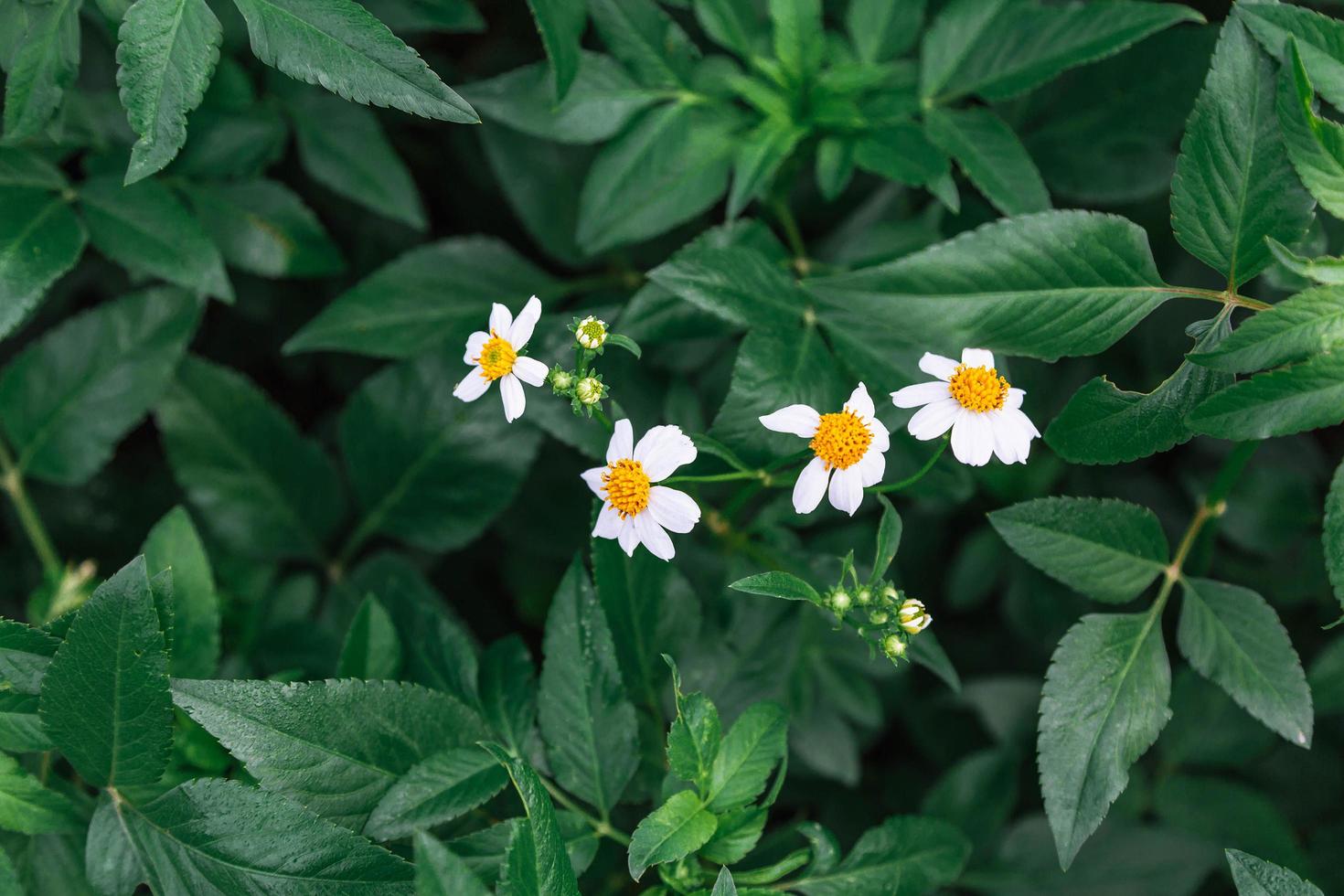 fondo de flores de verano foto