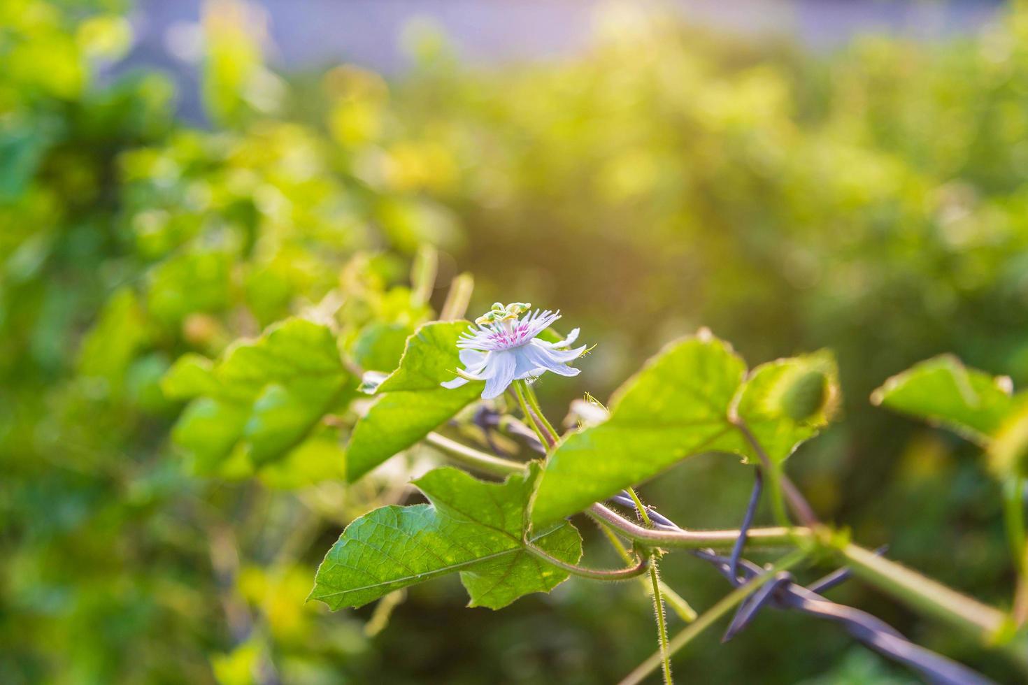 fondo de vid de flor foto